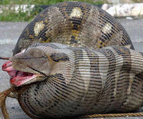 Snake Eating Woman Alive | www.pixshark.com - Images ...