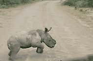 Man Tries To Get Baby Rhino Off The Road. When He Comes Closer, He Realizes Something Is Amiss