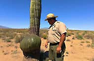 Ranger Found Saguaro Cactus With Strange Lump. Then He Decided To Cut It Open And Instantly Regretted It