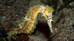Seahorses look fragile, but hunt with extraordinary speed