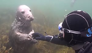 Diver Didnt Understand What This Seal Wanted, Until It Swam Closer