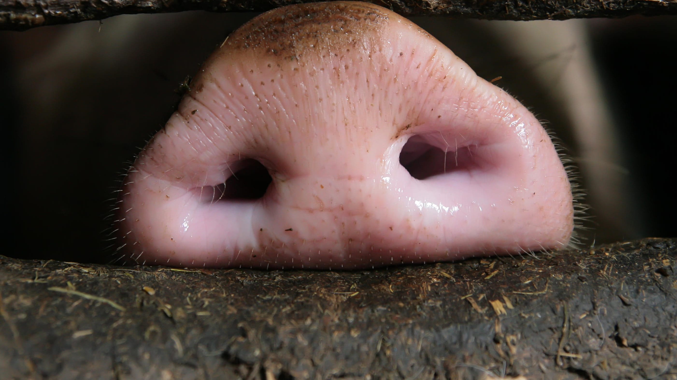 Can You Guess The Animal Just By Seeing Its Nose?