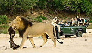 The Cost of A Luxury African Safari Vacation Might Surprise You! Search For Luxury South African Safari Vacations