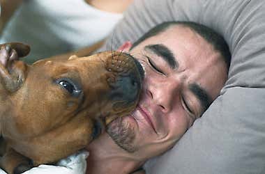 Lizanie psa to nie pocałunek. Oto, co naprawdę ma na myśli Twój pies, kiedy Cię liże.