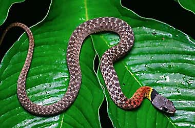 Confirmed - This is the deadliest snake in the world