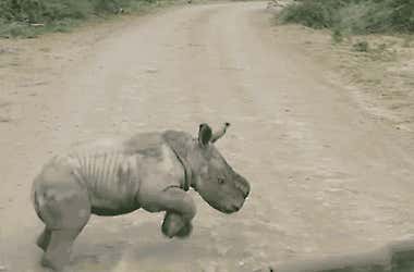 Man Tries To Get Baby Rhino Off The Road. When He Comes Closer, He Realizes Something Is Amiss