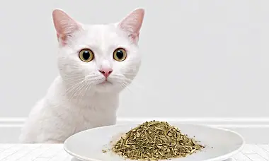 The Truth About Catnip Most Owners Miss