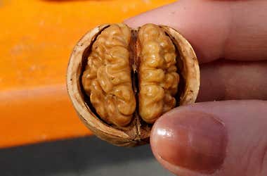 Neuro Scientists: AIzheimer’s Now Linked  To a Drink Millions Consume Daily