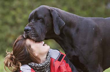 21 Dog Breeds That Will Guard You With Their Life, Ranked In Order