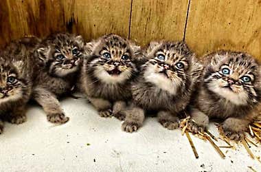 I stumbled upon some kittens in my barn. When the vet arrived, he turned pale.