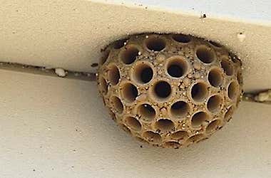 Man Thought He Found A Hornet