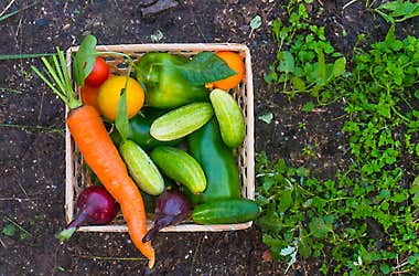 The Gardening Hacks That Will Make Your Garden Thrive