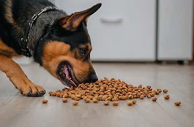 Research Premium Grain Free Dog Food (Top Results)