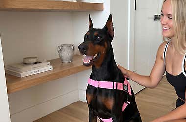 Stop Using Harnesses That Dig In: Your Dog Deserves Better