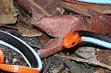 Confirmed - This is the deadliest snake in the world