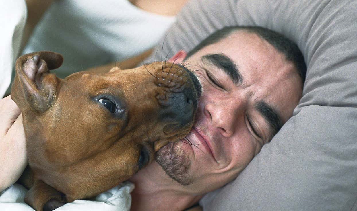 Lizanie psa to nie pocałunek. Oto, co naprawdę ma na myśli Twój pies, kiedy Cię liże.