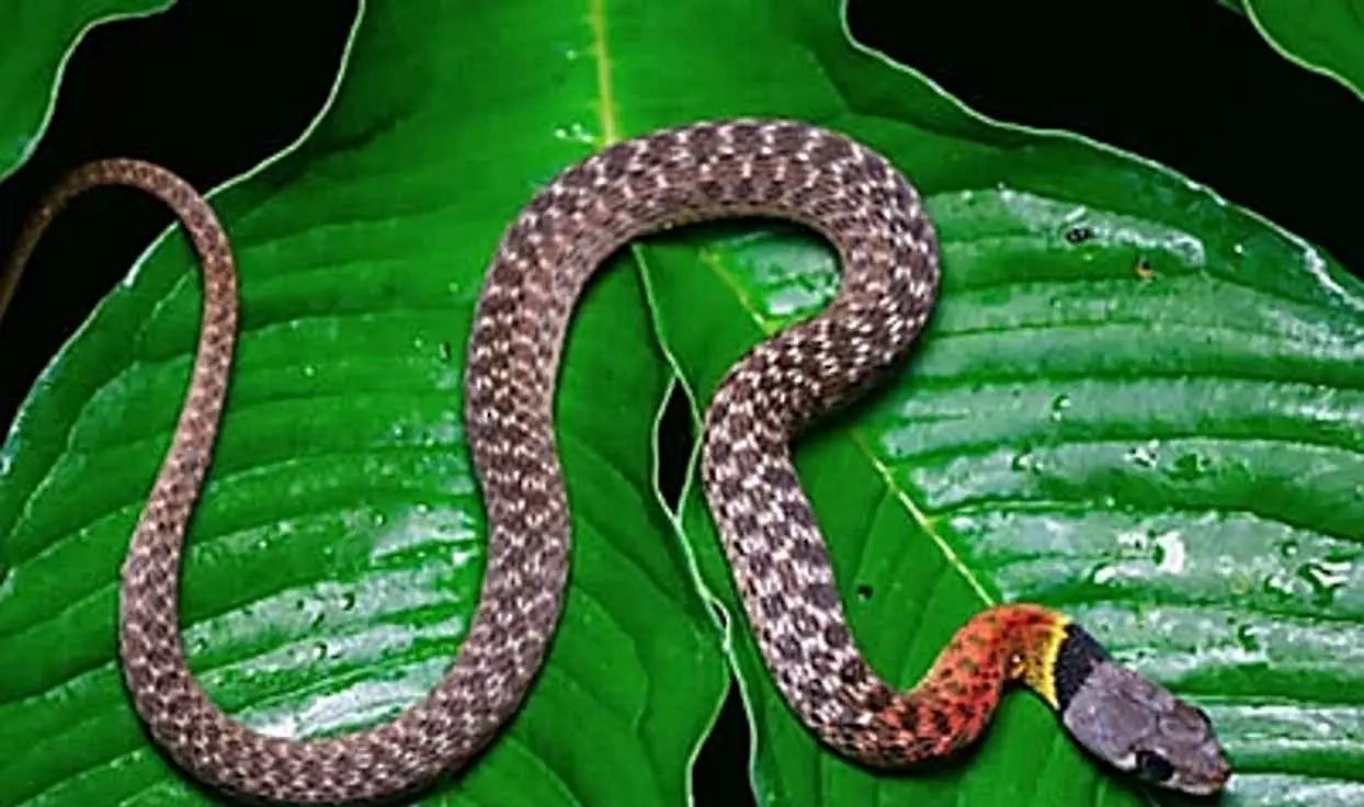 Confirmed - This is the deadliest snake in the world