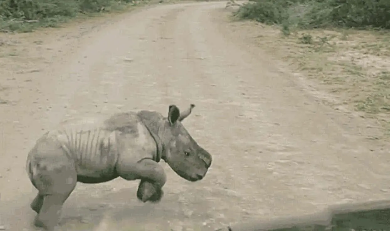 Man Tries To Get Baby Rhino Off The Road. When He Comes Closer, He Realizes Something Is Amiss