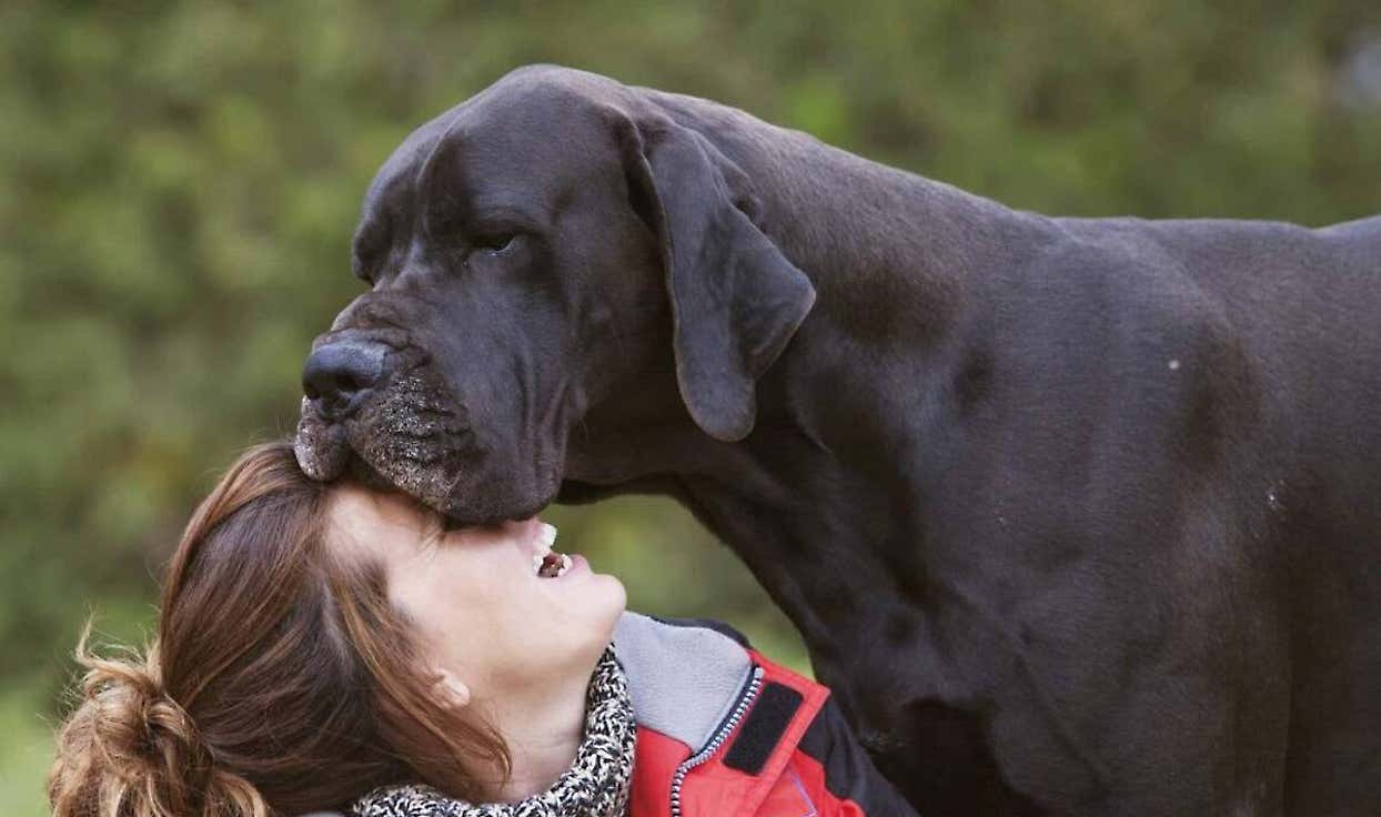 21 Dog Breeds That Will Guard You With Their Life, Ranked In Order