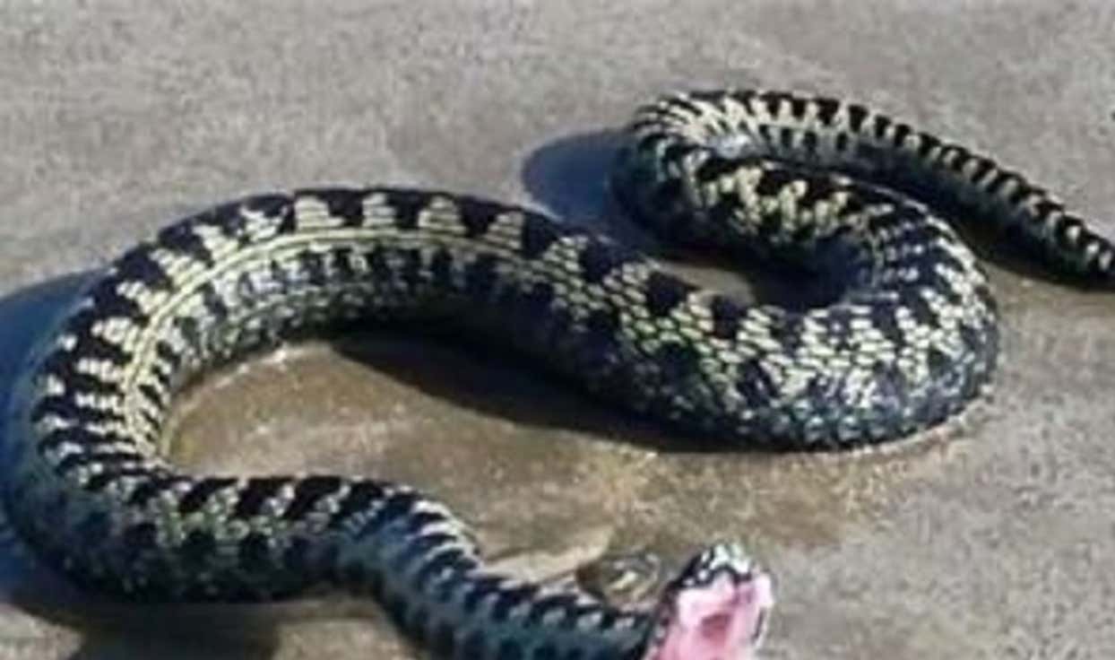 Confirmed - This is the deadliest snake in the world