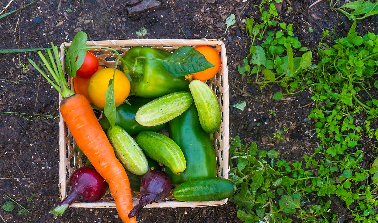 The Gardening Hacks That Will Make Your Garden Thrive