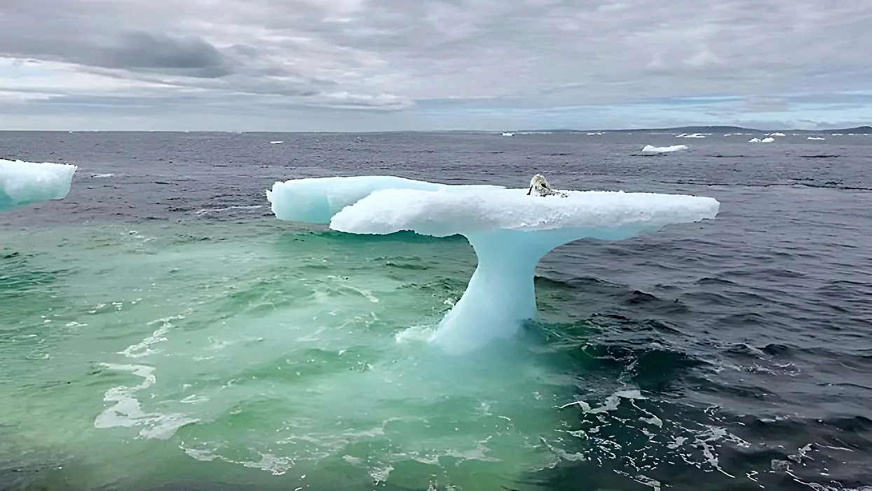 Fishermen See An Animal On An Iceberg, But Then They Look Closer!