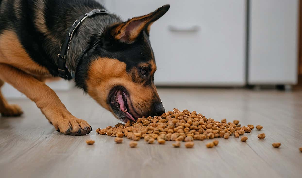 Research Premium Grain Free Dog Food (Top Results)