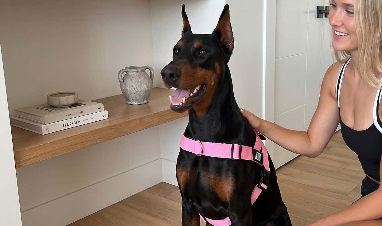 No More Wrestling Matches: Pop This Harness on in 2 Seconds