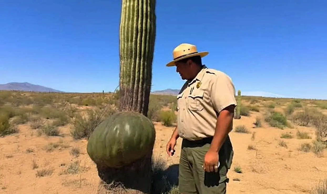 Ranger Found Saguaro Cactus With Strange Lump. Then He Decided To Cut It Open And Instantly Regretted It