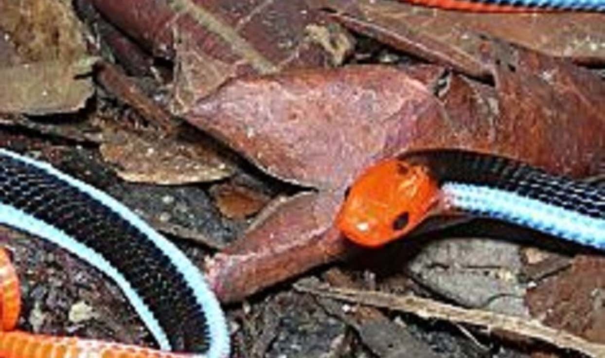 Confirmed - This is the deadliest snake in the world