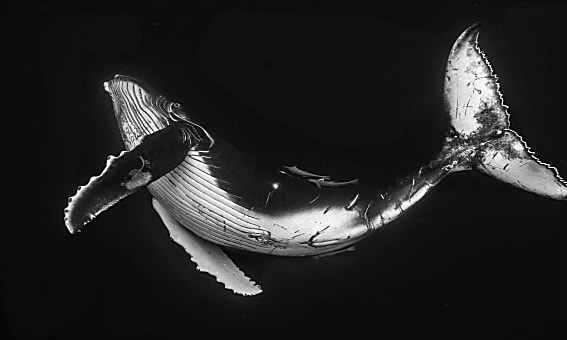article main image