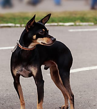 Manchester terrier: conheça as características do cachorro dessa raça