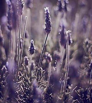Lavanda: a planta perfumada que une beleza, aroma e bem-estar em um só cultivo
