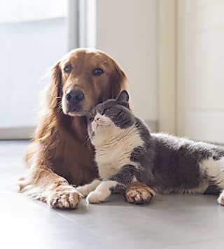 O erro escondido em casa que pode deixar seu cachorro com frio sem você perceber