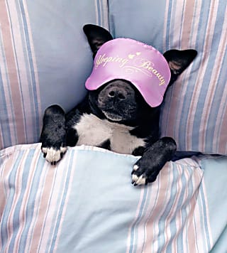 Onde os cães devem dormir no frio? Especialistas alertam para erros comuns e indicam o local ideal