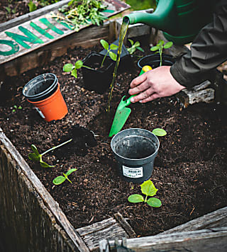 Estas são três plantas de interior que podem viver na água e encher sua casa de cor sem usar terra