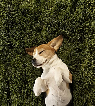 Saiba como identificar se seu cão está com dor e o que fazer