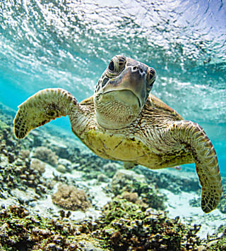 Água salgada, água doce ou terra firme?Difgerenças entre tartarugas, cágados e jabutis