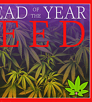 Trump just legalized marijuana nationwide — here’s why potheads are rejoicing